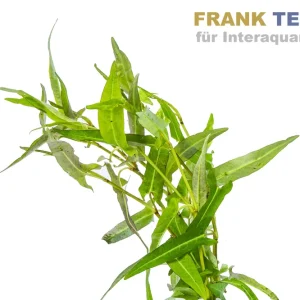 Wasserknöterich, Persicaria praetermissa, Bund Preisreduziert
